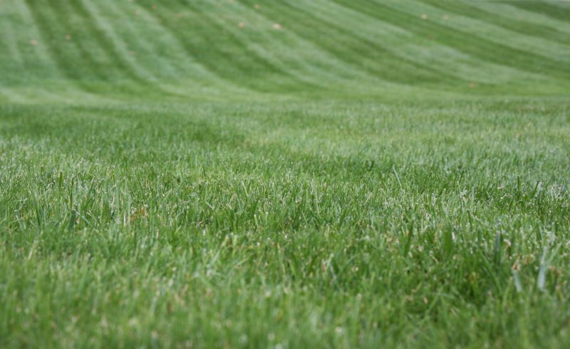 Trimmed Lawn Edges