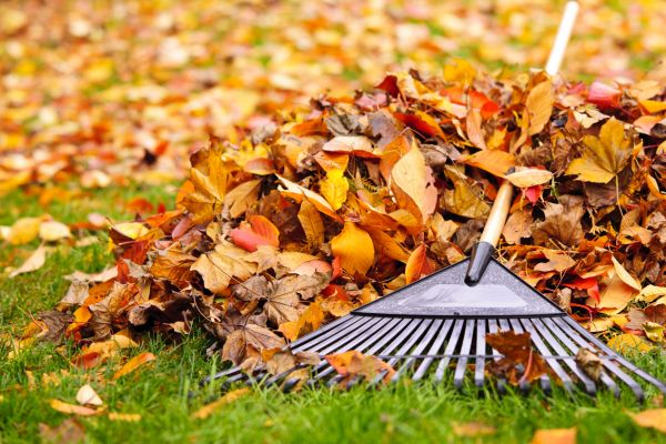 Cost of Leaves Removal in Bozeman