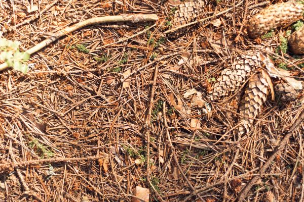 Cost of Pine Needles Removal in Bozeman