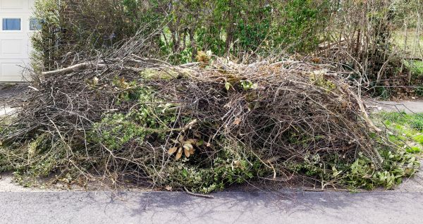 Tree Limb Cleanup in Bozeman