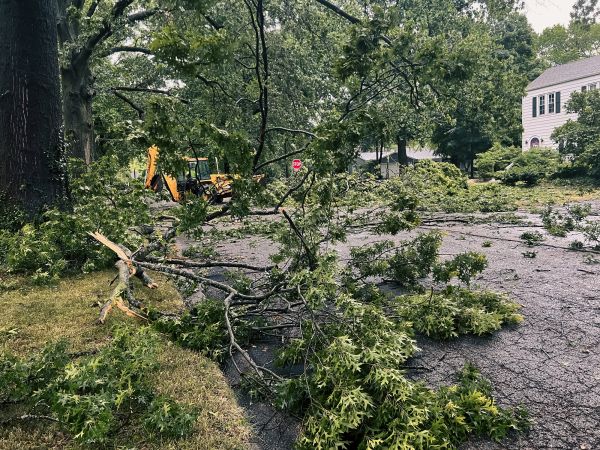 Tree Branch Disposal in Bozeman