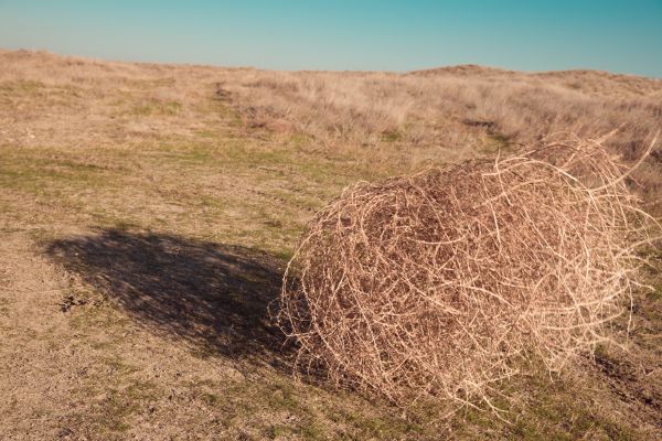 Tumbleweed Removal in Bozeman