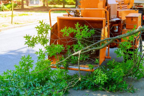 Tree Branches Removal in Bozeman