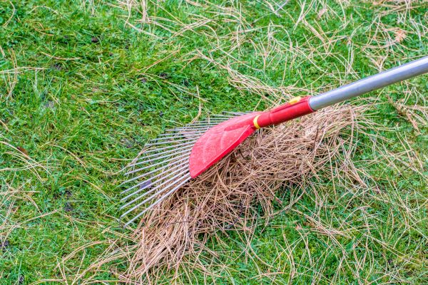 Yard Raking in Bozeman
