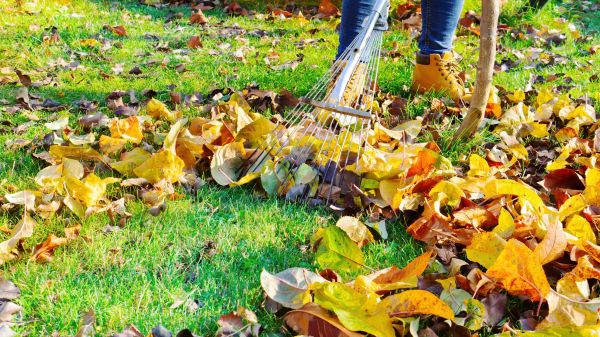 Lawn Cleanup Service in Bozeman