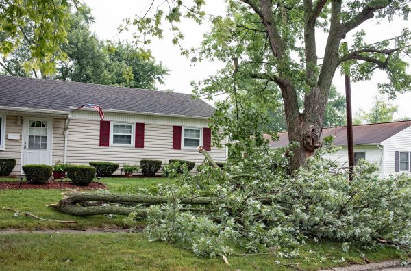 Fallen Branch Removal in Bozeman