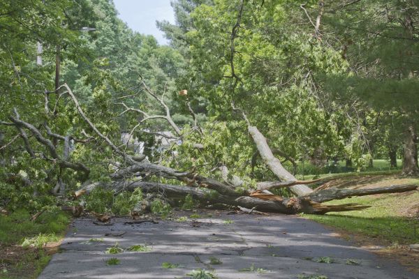 Tree Debris Removal in Bozeman